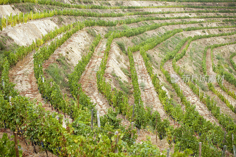 Ribeira sacra的葡萄园